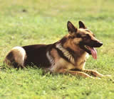 Adestramento de cães na Vila Guilherme