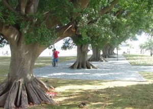 Parque do Trote na Vila Guilherme